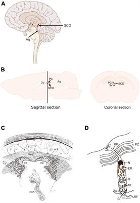 A novel feature of the ancient organ: A possible involvement of the subcommissural organ in neurogenic/gliogenic potential in the adult brain